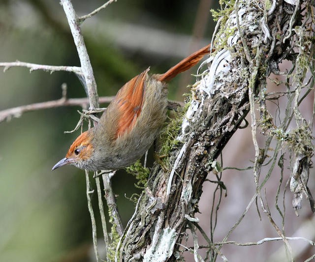 Red-faced Spinetail - Tom Murray