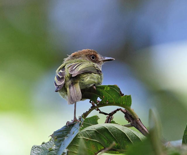 Scale-crested Pygmy-Tyrant - ML50931951
