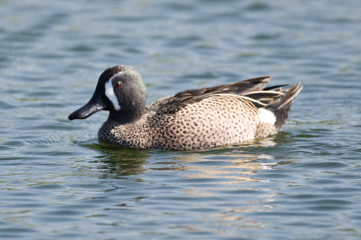 Blue-winged Teal - ML50932231