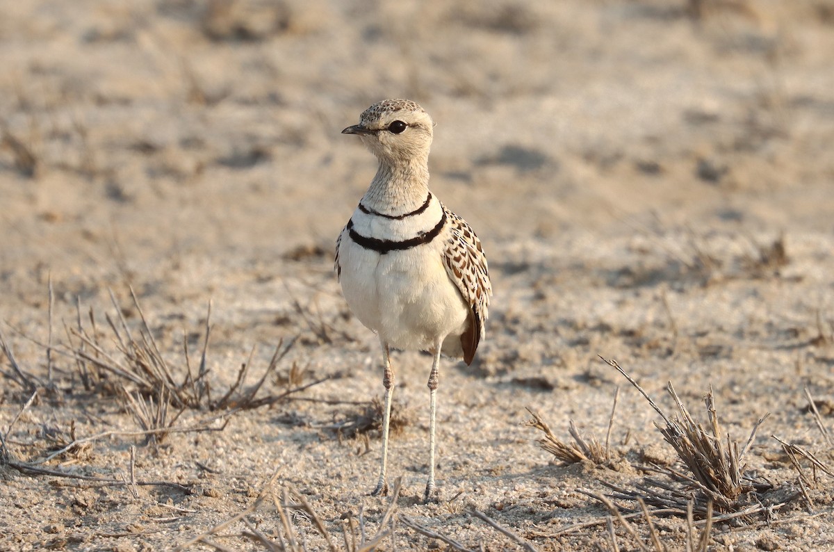 Double-banded Courser - ML509325671