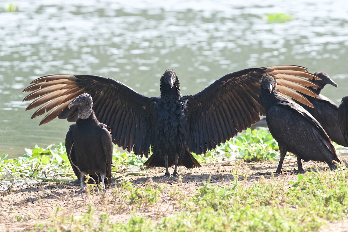Black Vulture - Ian Jarvie