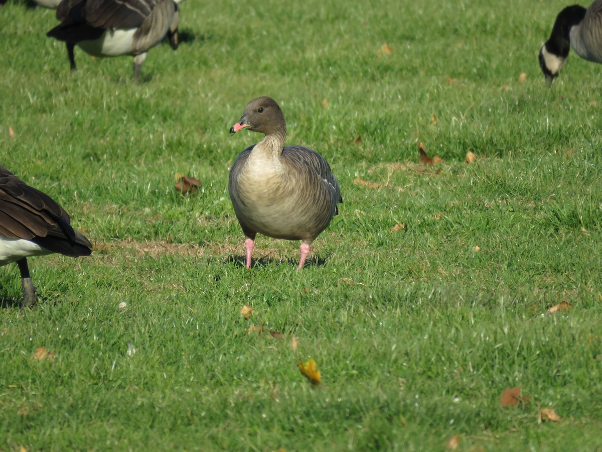 Pink-footed Goose - ML509327581