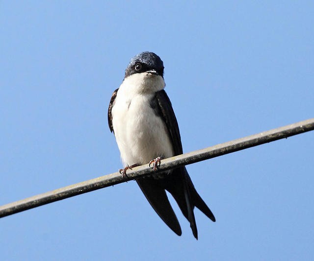 Blue-and-white Swallow - Tom Murray