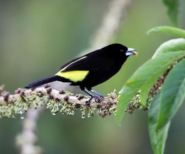 Flame-rumped Tanager (Lemon-rumped) - Tom Murray
