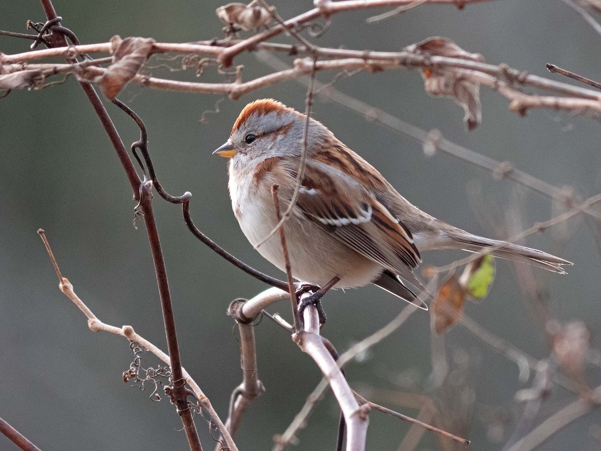American Tree Sparrow - ML509334321