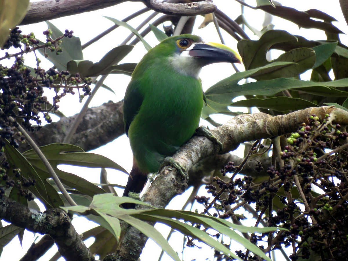 Southern Emerald-Toucanet - Edison🦉 Ocaña
