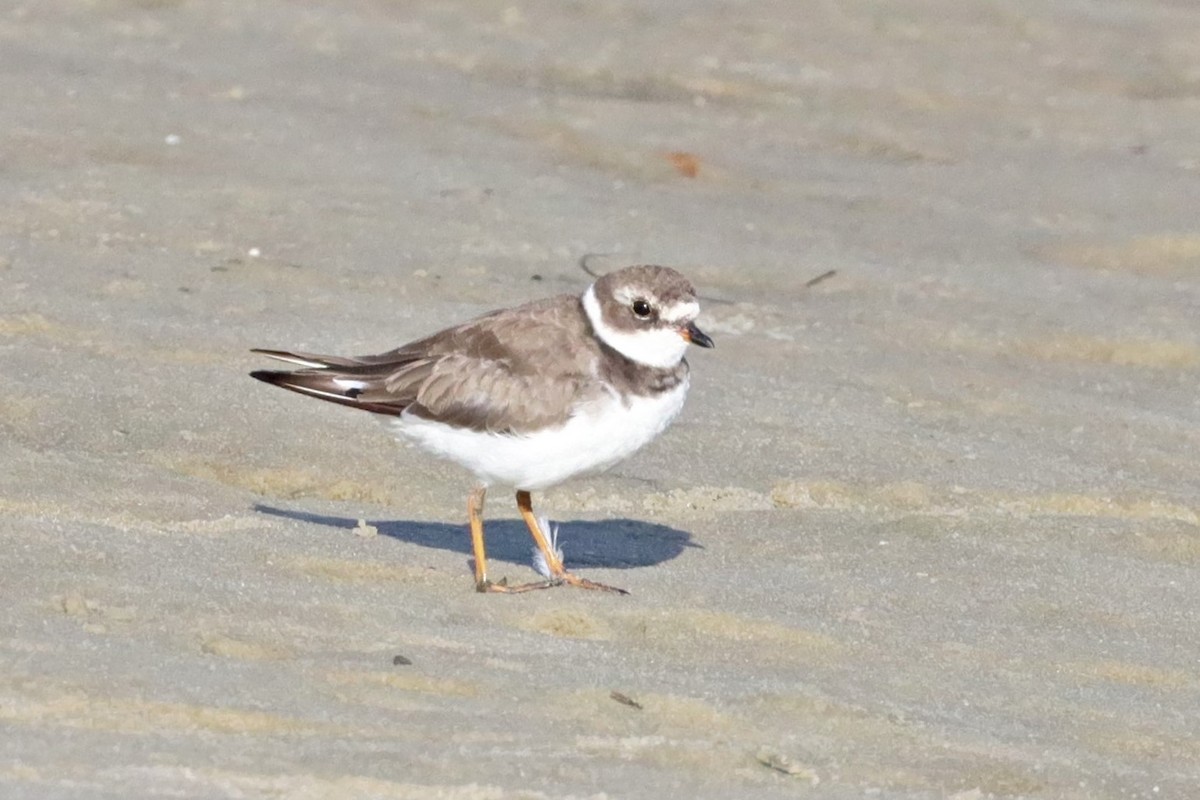 Semipalmated Plover - ML509335781