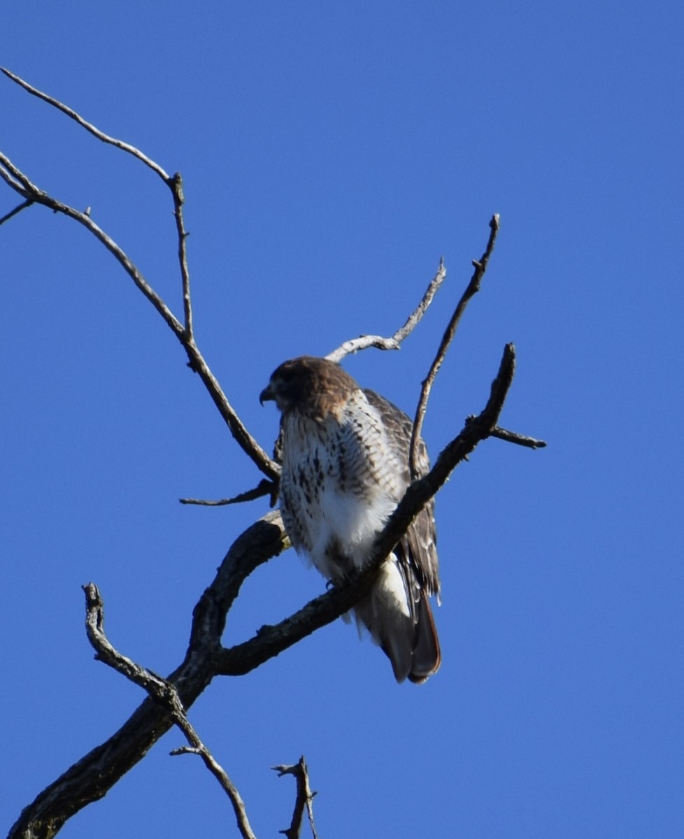Red-tailed Hawk - ML509336561