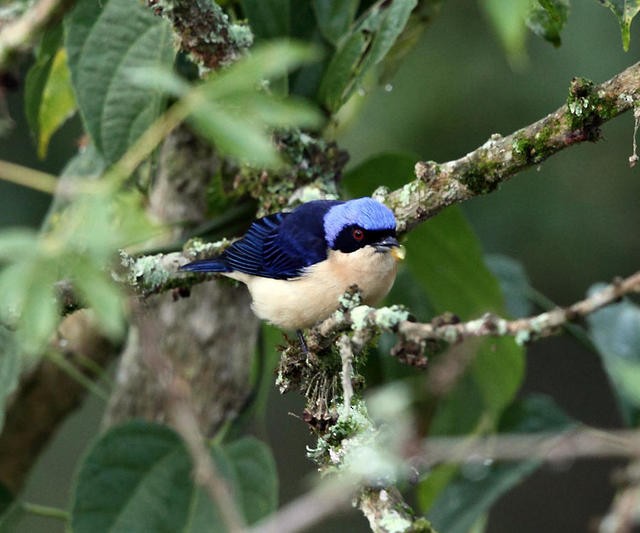 Fawn-breasted Tanager - ML50933731