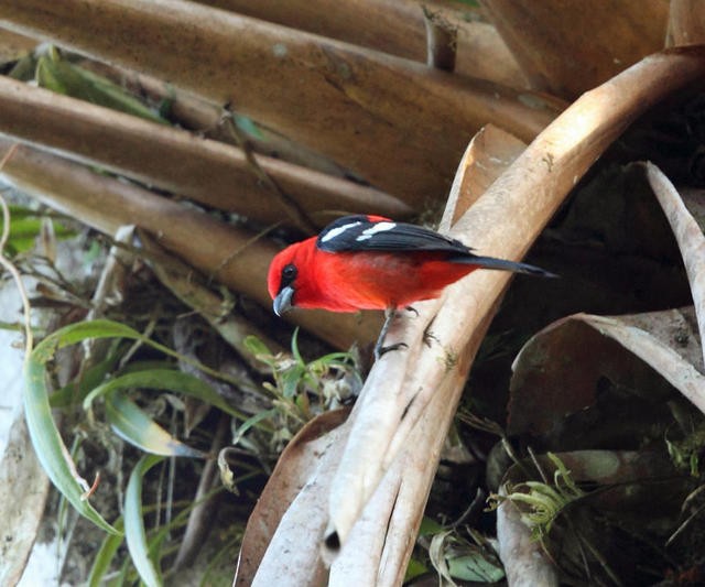 White-winged Tanager - ML50933891