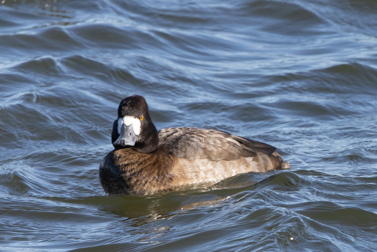 Greater Scaup - ML509339991