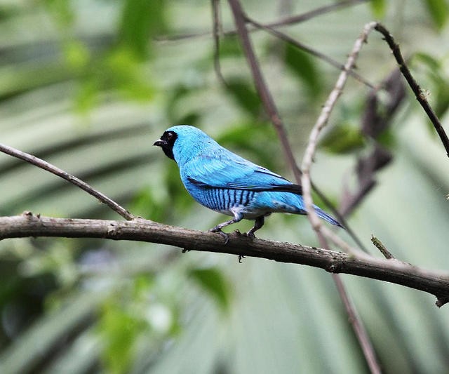Swallow Tanager - ML50934231