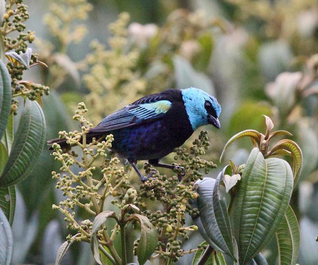 Blue-necked Tanager - ML50934461