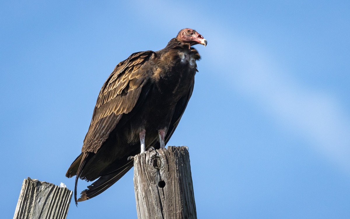 Turkey Vulture - Atlee Hargis