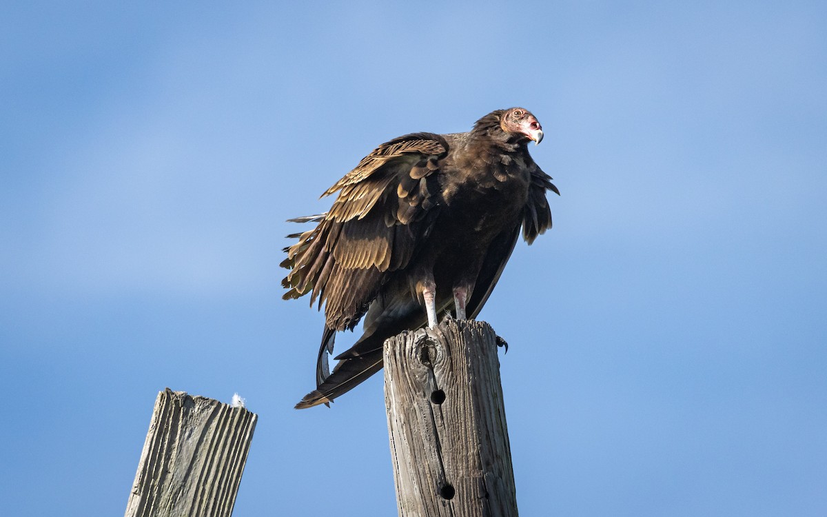 Turkey Vulture - Atlee Hargis
