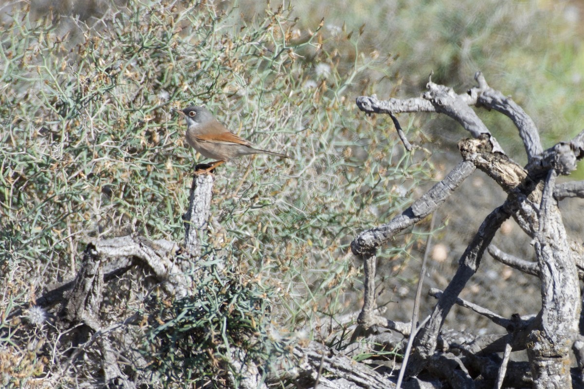 Spectacled Warbler - ML509350681
