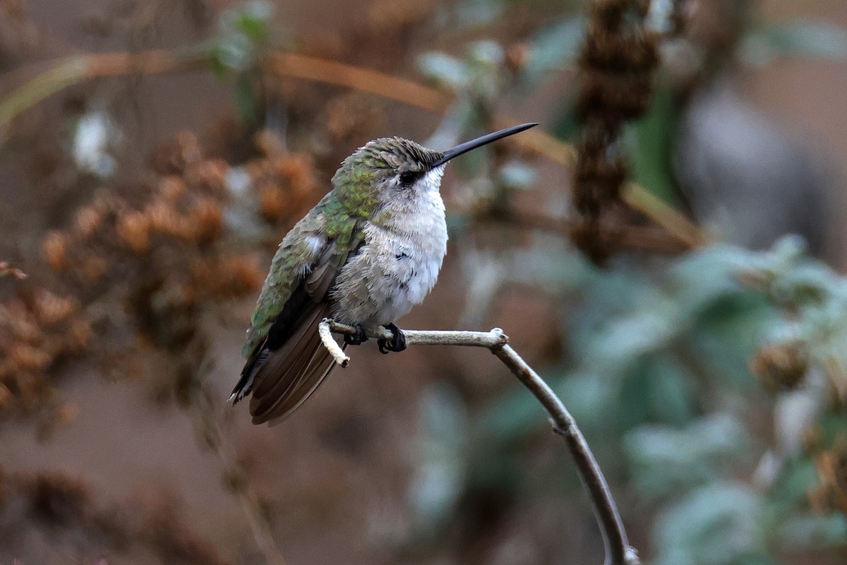 Black-chinned Hummingbird - ML509358521
