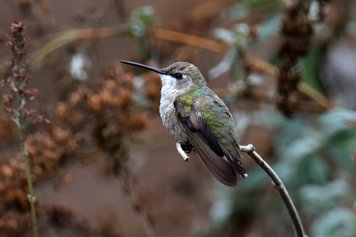 Black-chinned Hummingbird - ML509358541