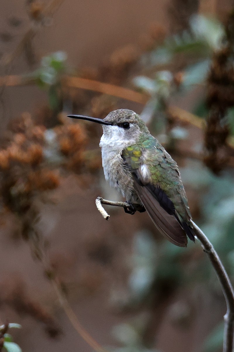 Black-chinned Hummingbird - Doug Hommert