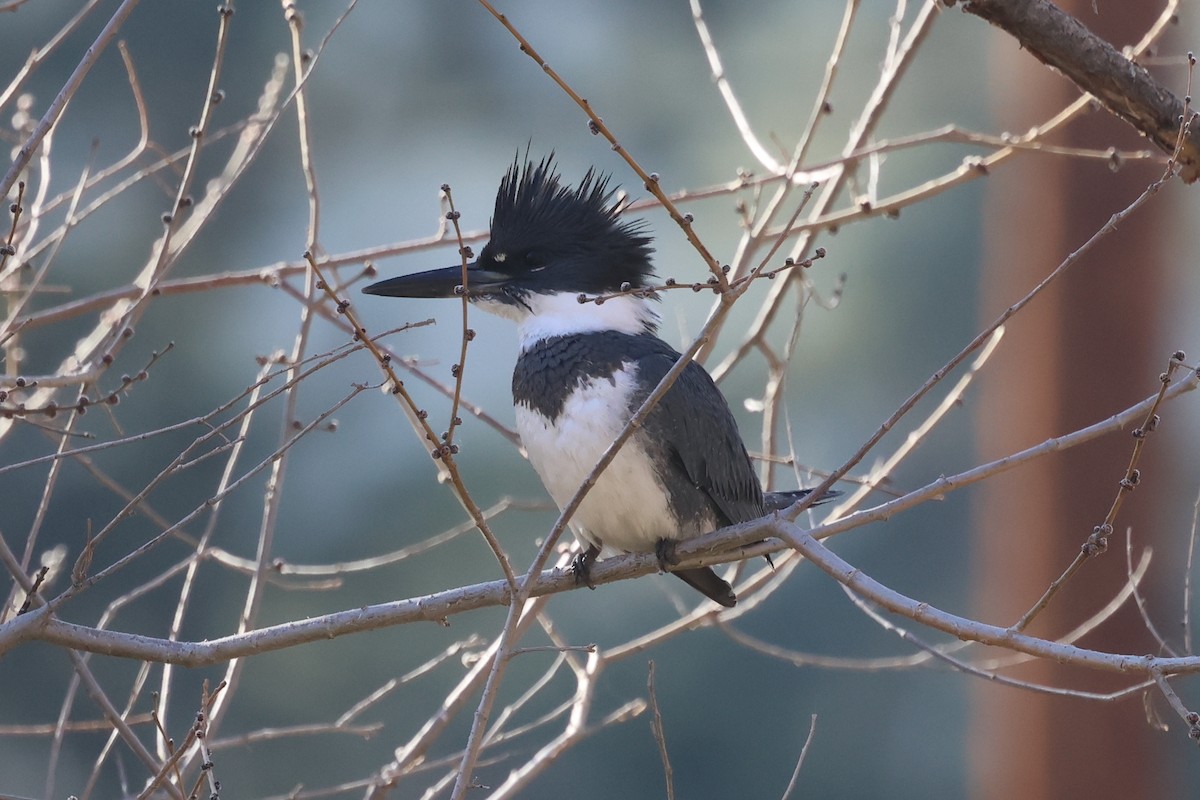Belted Kingfisher - ML509361101