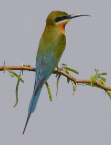 Blue-tailed Bee-eater - AM AMSA