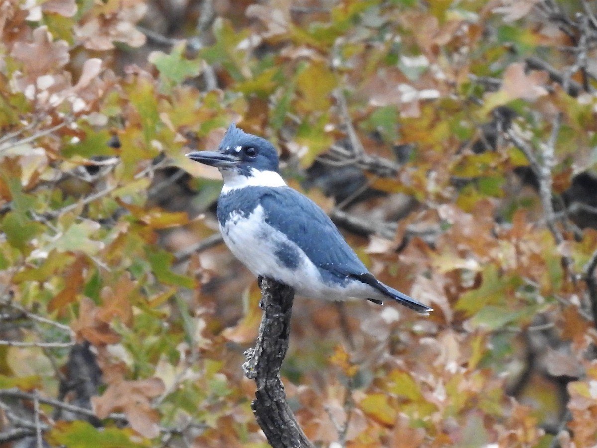 Belted Kingfisher - ML509362141