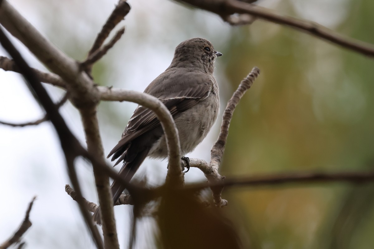 Townsend's Solitaire - ML509362491