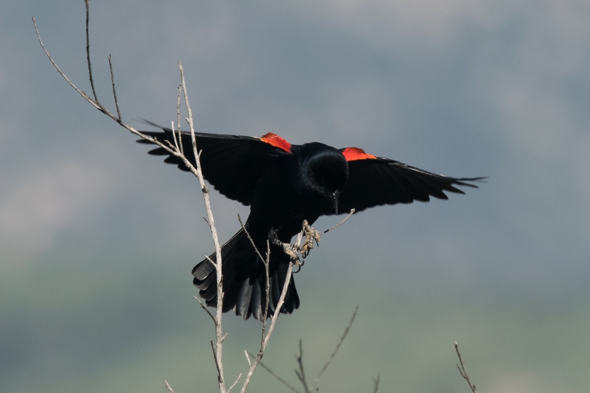 Red-winged Blackbird - ML50936571