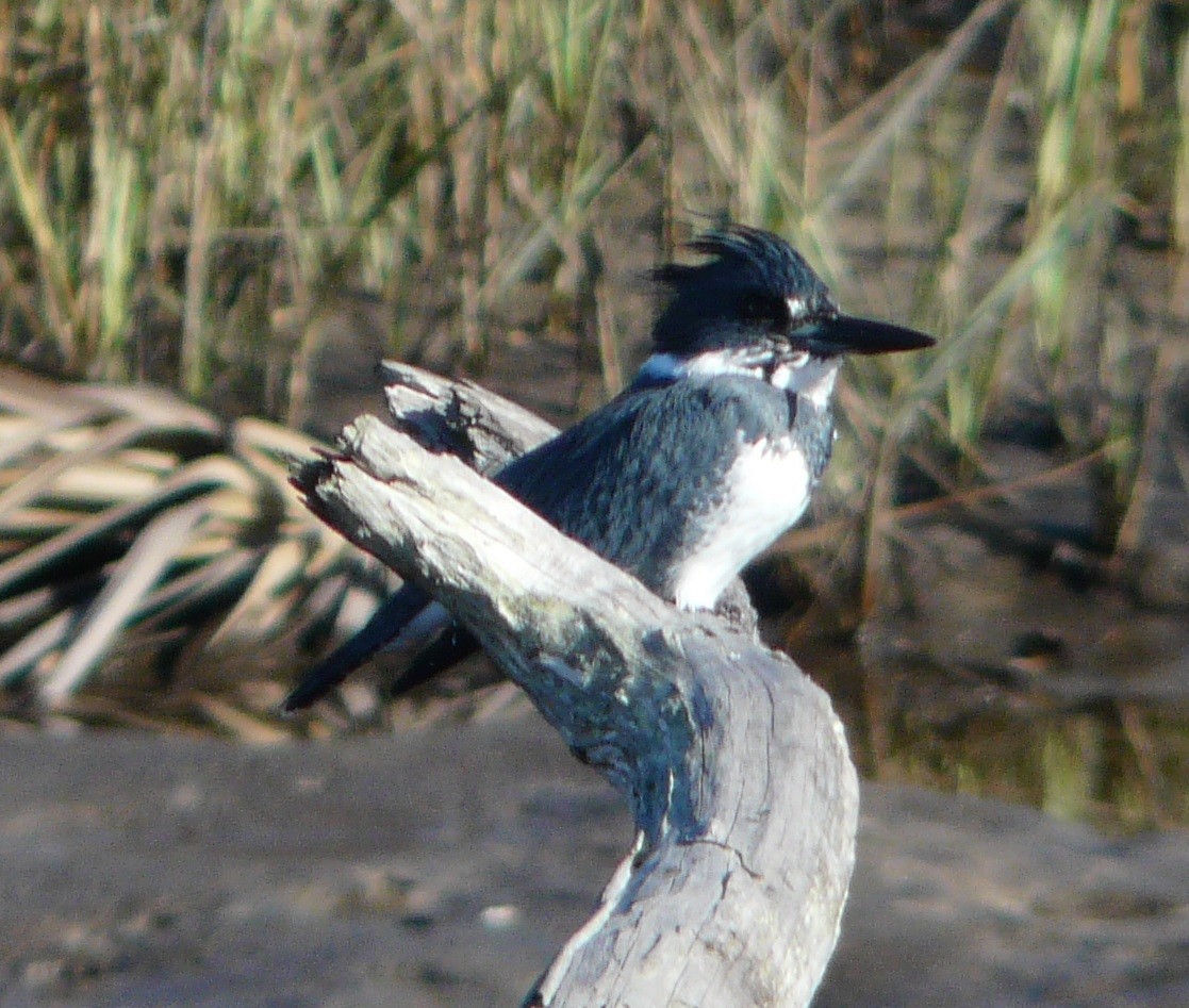 Belted Kingfisher - ML509366561