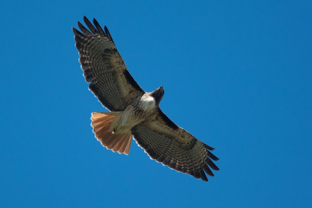 Red-tailed Hawk - Nancy Christensen