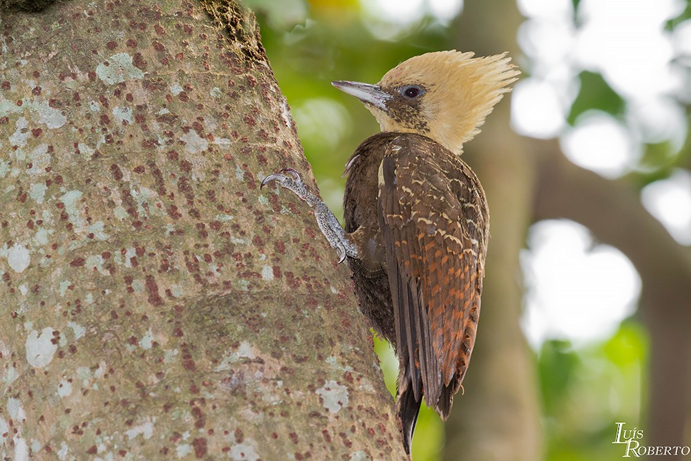 Pale-crested Woodpecker - ML509368831