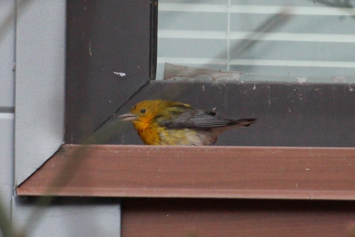 Prothonotary Warbler - ML509369301