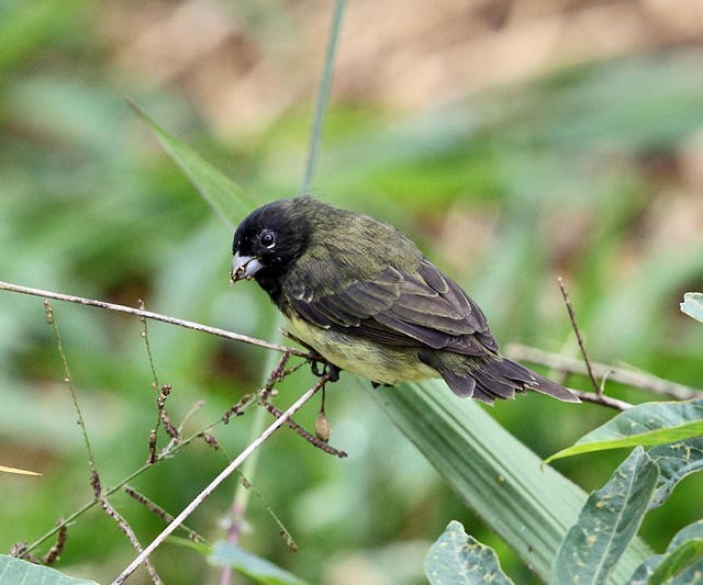 Yellow-bellied Seedeater - ML50937001