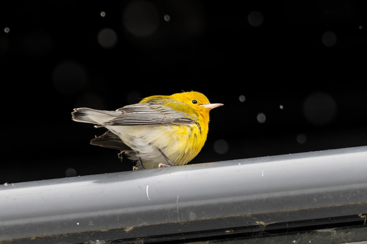 Prothonotary Warbler - ML509371041