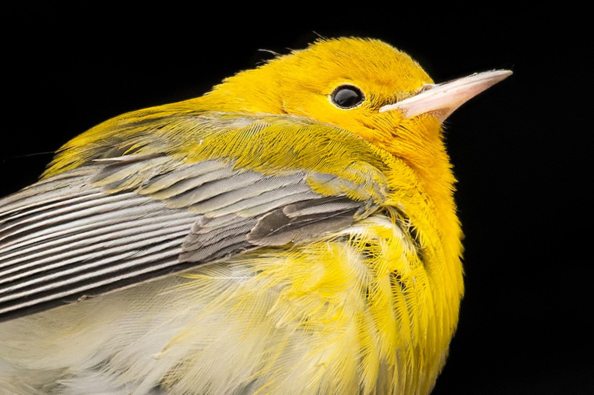 Prothonotary Warbler - ML509371051