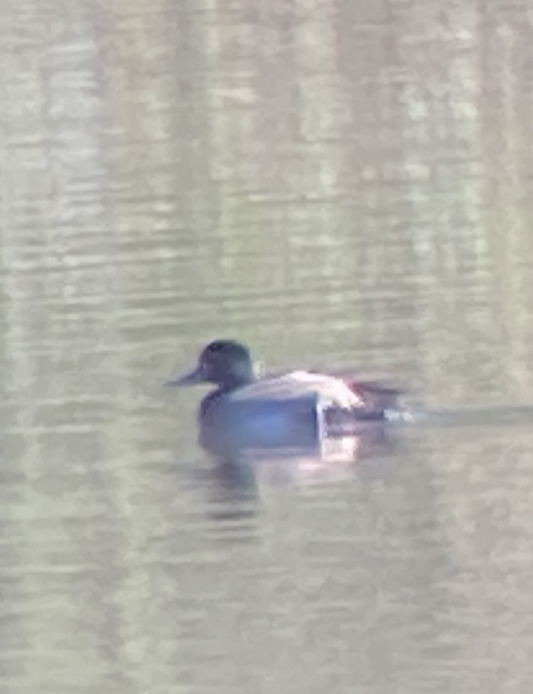 Greater Scaup - ML509374491