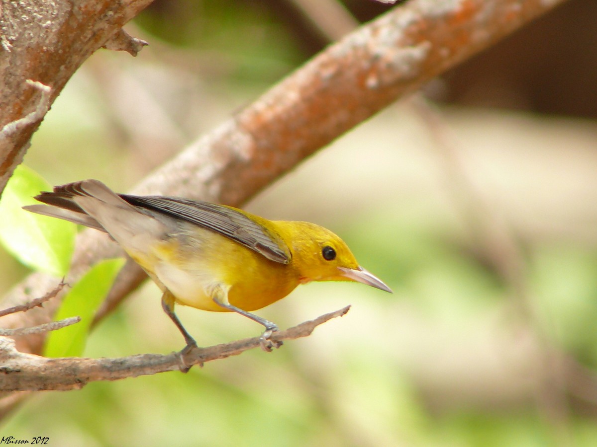 Prothonotary Warbler - Micheline Bisson