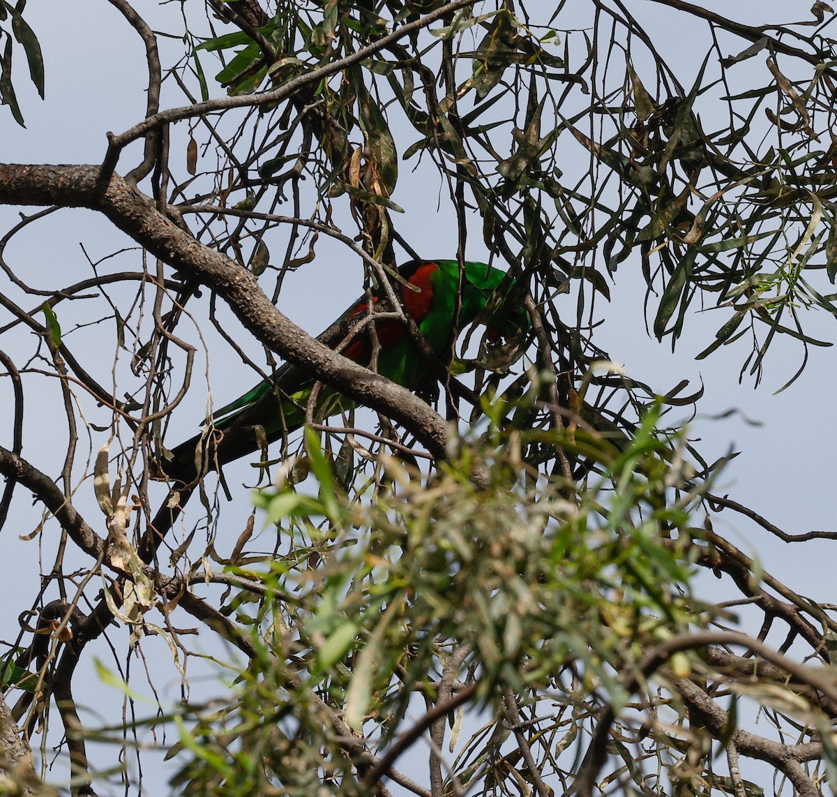 Red-winged Parrot - ML509378381