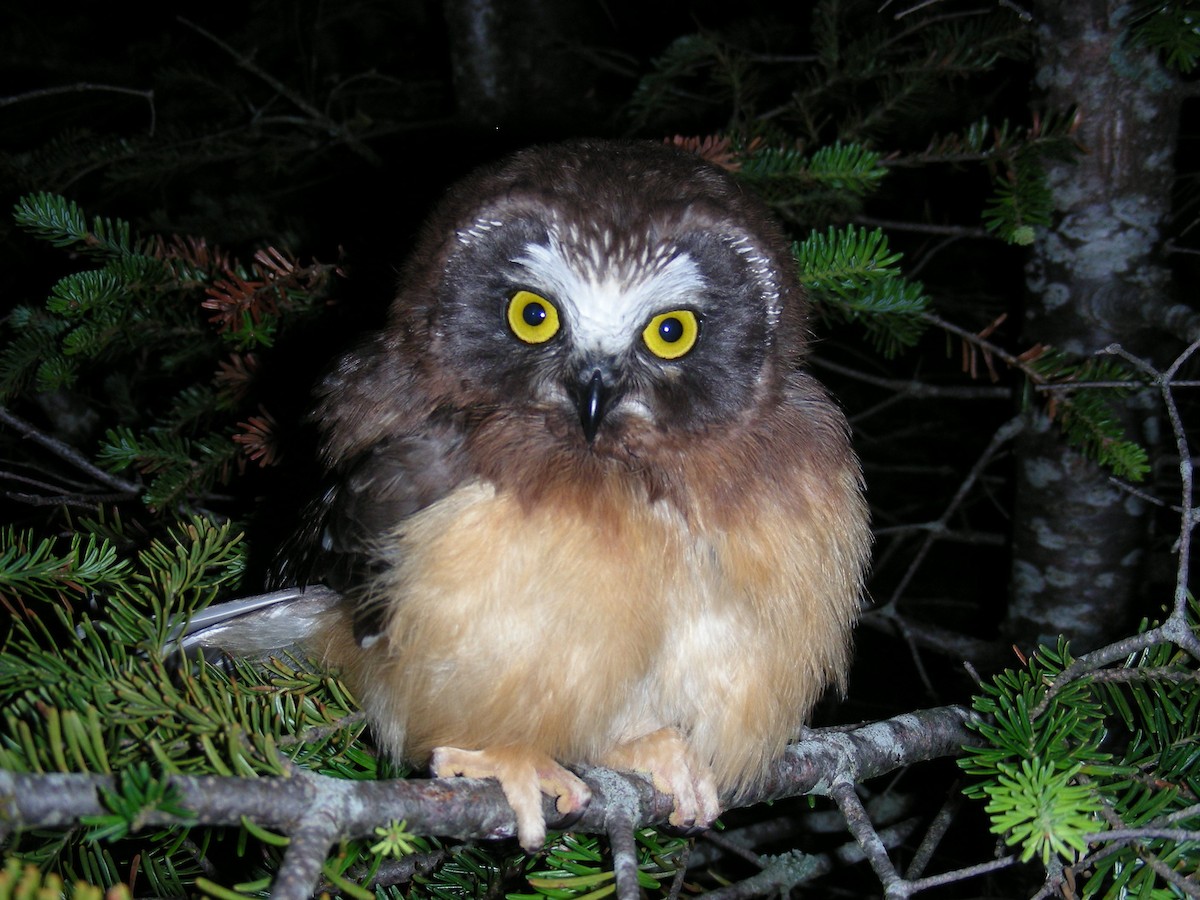 Northern Saw-whet Owl - ML50937891