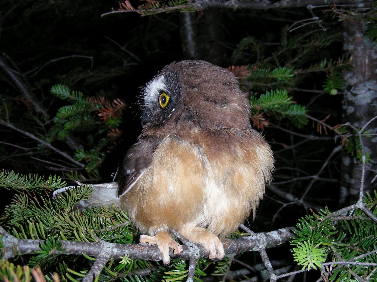 Northern Saw-whet Owl - ML50938091