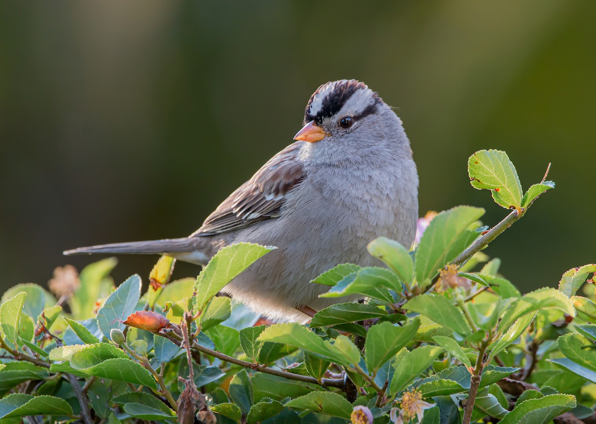 White-crowned Sparrow - ML509381741