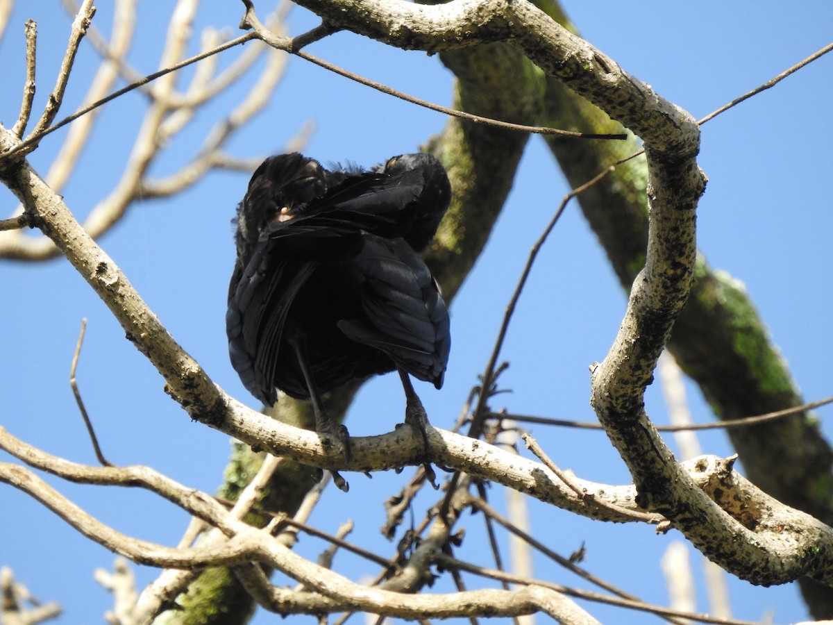 Melodious Blackbird - leanne grieves