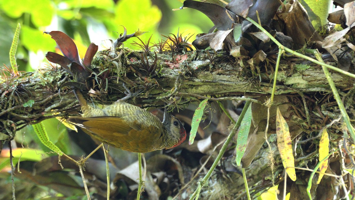 Golden-olive Woodpecker - ML509387861
