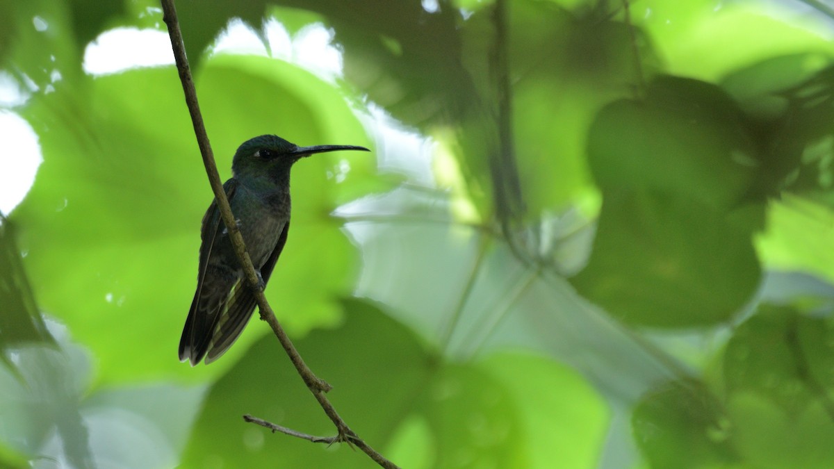 Violet-chested Hummingbird - ML509387871