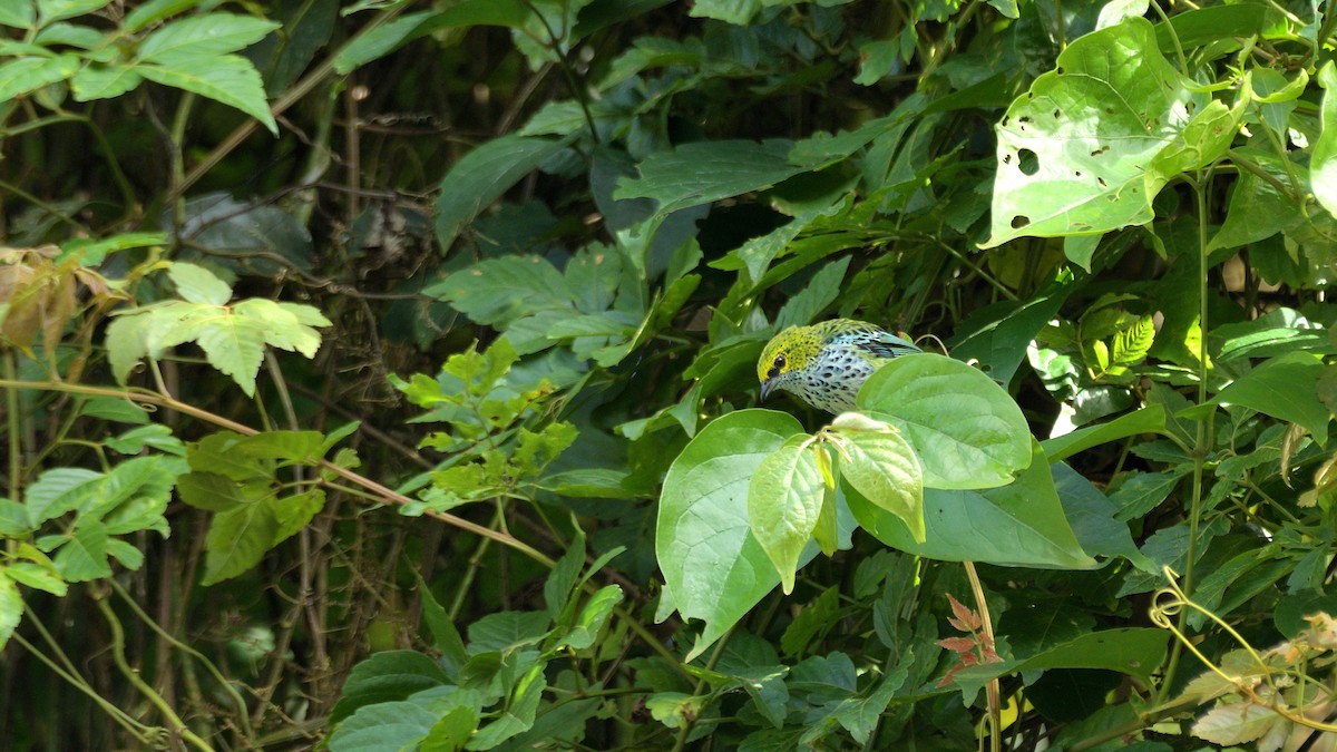 Speckled Tanager - ML509387921