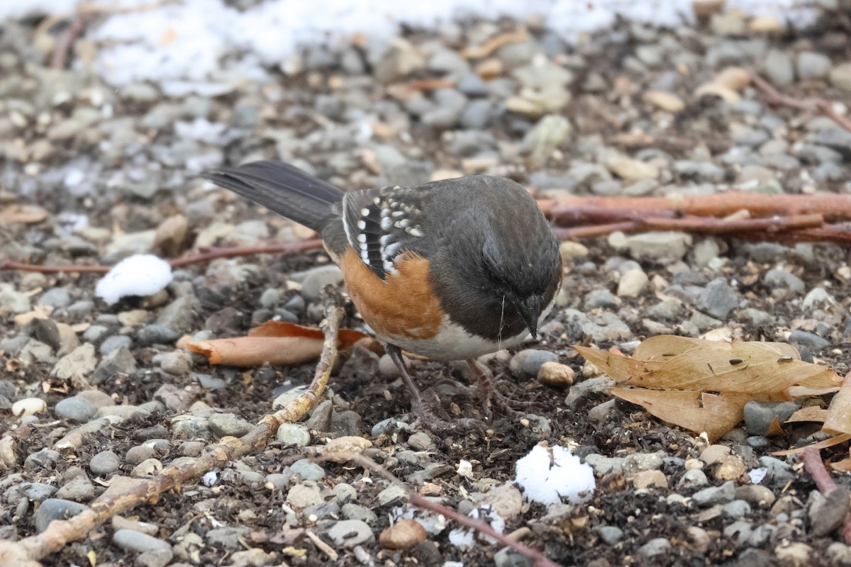 Spotted Towhee - ML509389081