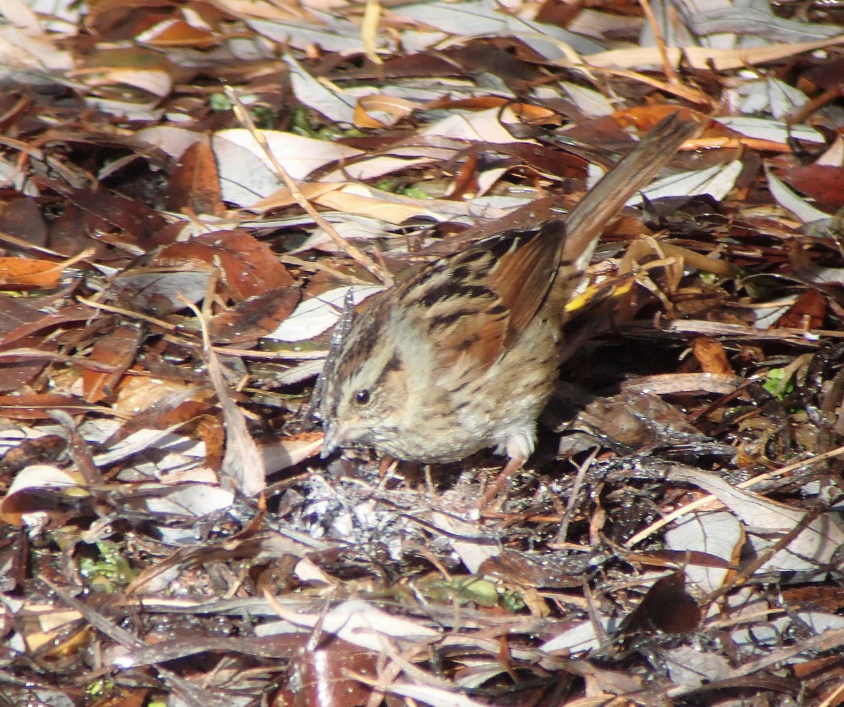 Swamp Sparrow - ML509390171