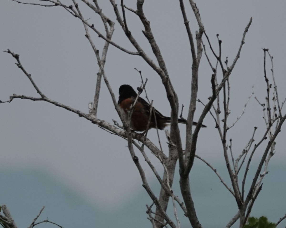 Spotted Towhee - ML509390191