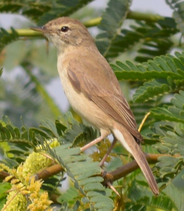 Booted Warbler - AM AMSA