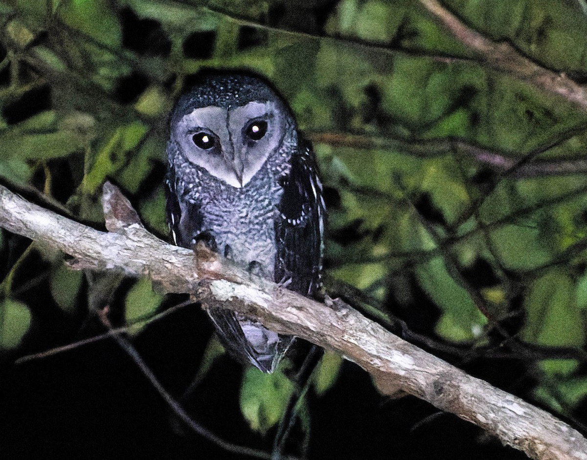Sooty Owl (Lesser) - ML509395391